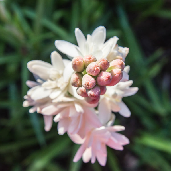 Tuberose - Wearable Aromatherapy