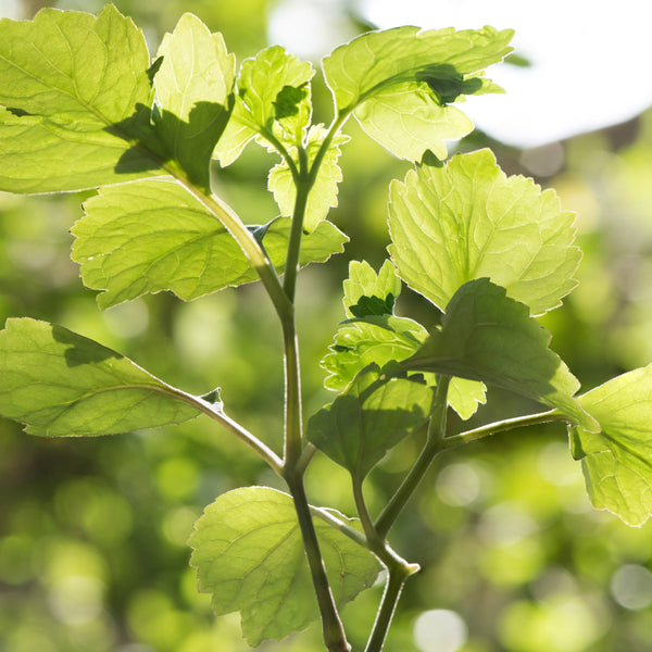 Patchouli Wearable Aromatherapy